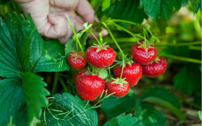 How To Grow Strawberries Hydroponically