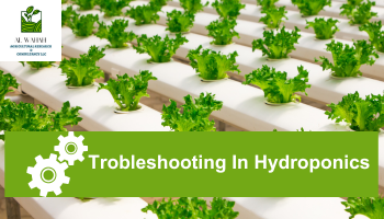 Troubleshooting In Hydroponics Cultivation