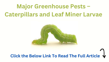  Major Greenhouse Pests – Caterpillars and Leaf Miner Larvae